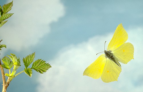 Brimstone Butterfly