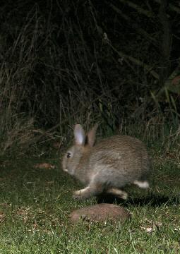 Young rabbit on the run 15 Mar 2004 05:20