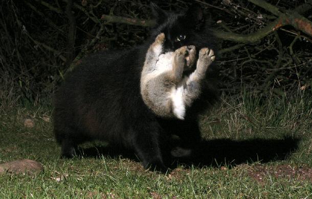 Young rabbit in Cat's mouth 15 Mar 2004 05:37