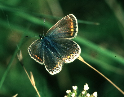 Common Blue Butterfly