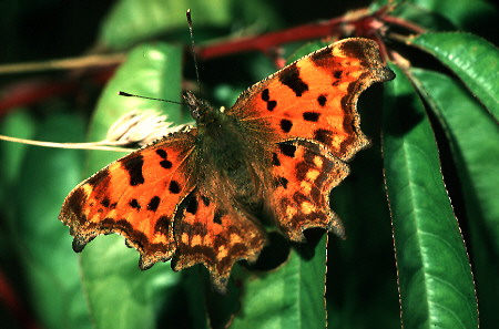 Comma Butterfly