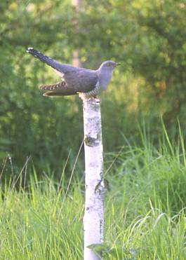 Cuckoo on Dead Birch