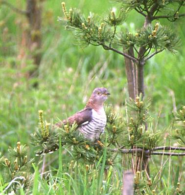 Cuckoo in Young Conifer