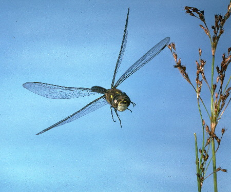 Dragonfly