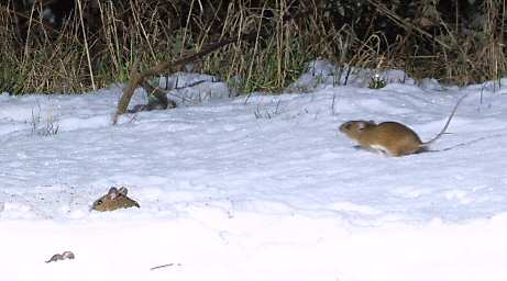 Field Mice in Snow