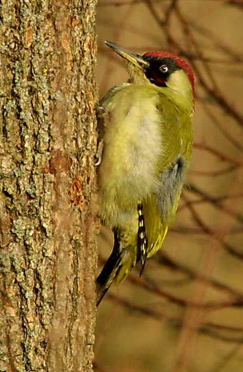 Green Woodpecker