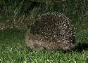 Hedgehog