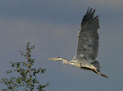 heron in flight