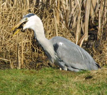 heron eating Frog