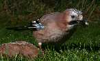 Jay