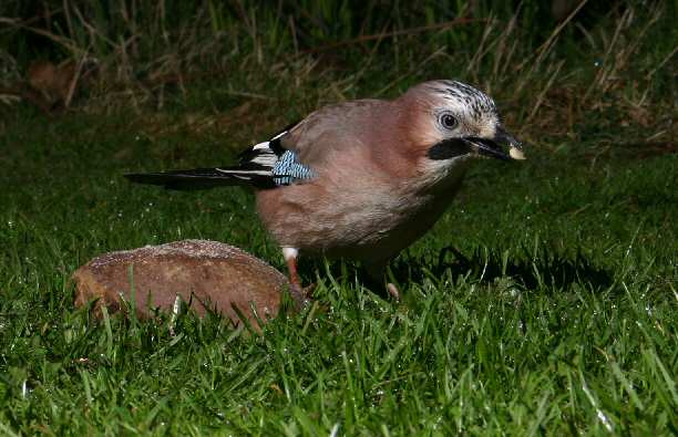 Morning Jay