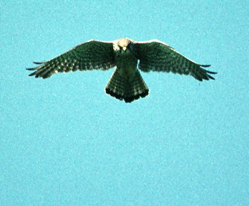 Hovering Kestrel