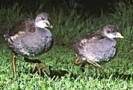 Moorhen & 2 chicks