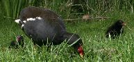 Moorhen & 2 chicks