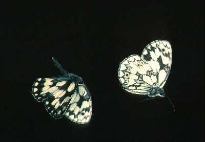 Marbled White Butterfly