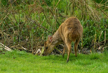 Muntjac Deer