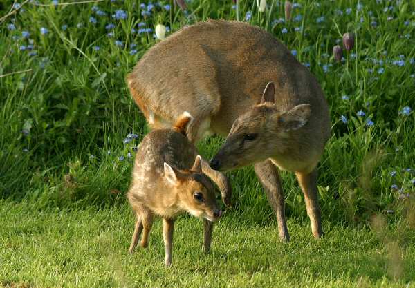 Muntjac Deer and Fawn