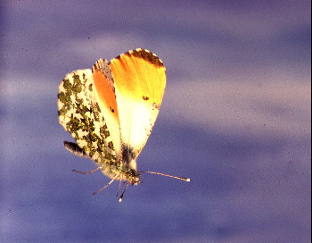 Orange Tip Butterfly