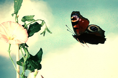 Peacock Butterfly