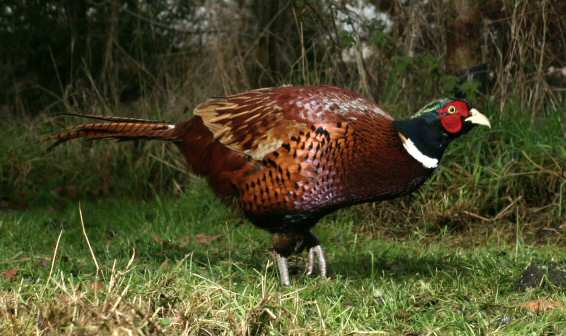 pheasant male