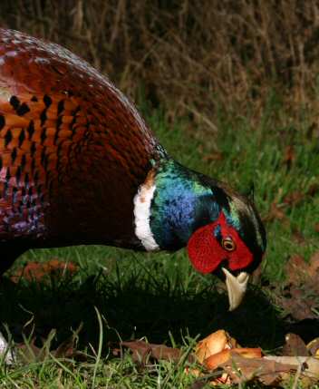 pheasant male iridescence