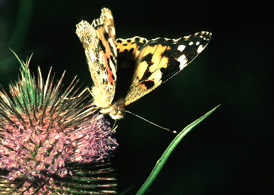 Painted Lady Butterfly