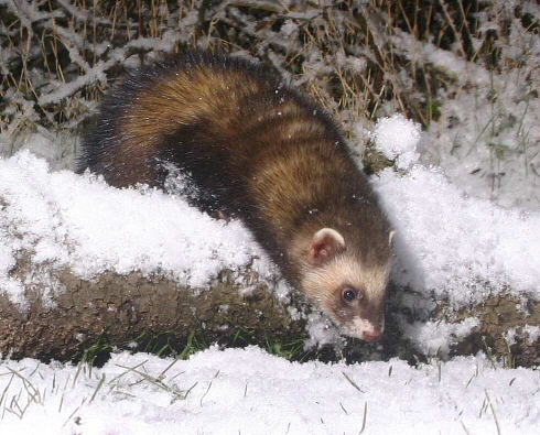 Polecat