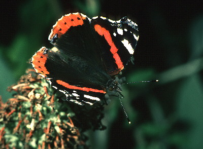 Red Admiral Butterfly