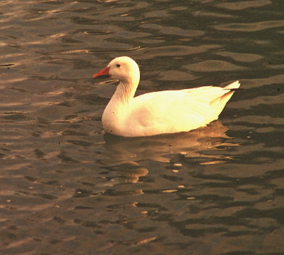 Snow Goose S0181