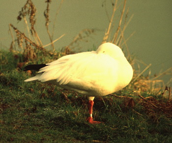 Snow Goose S0181