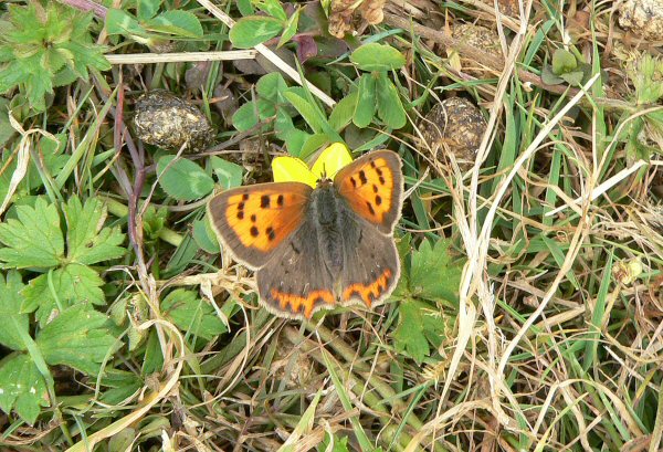 Small Blue Butterfly