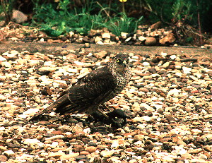 Sparrowhawk with kill