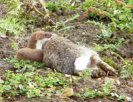 Stoat