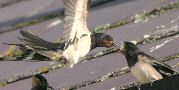 Swallow Thumbnail