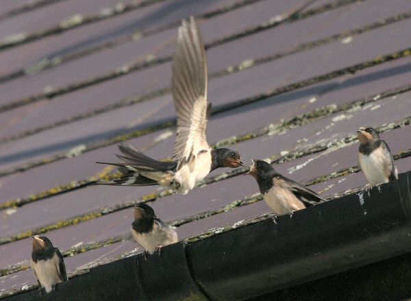 Swallow feeding young on gutter