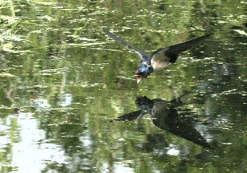 Swallow in flight over water
