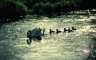 Pen and Cygnets