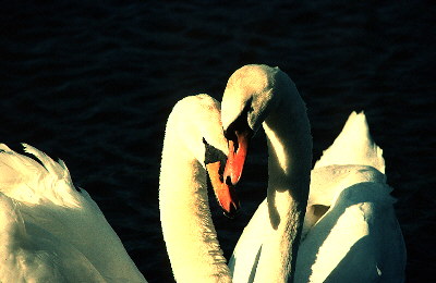 Pen and Cob Necking