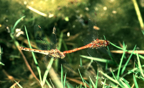 Dragonflies in Tandems