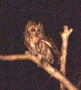 Tawny Owl