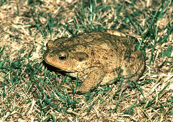 Toad