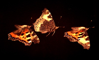 Small Tortoiseshell Butterfly